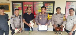 Polsek Manggala Gerebek Arena Judi Sabung Ayam di Kelurahan Bitowa