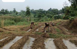 Dukung Ketahanan Pangan, Brimob Polri Siapkan 5 Ha Lahan untuk Tanam Jagung Bareng Warga Karawang Timur