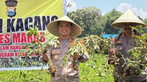 Swasembada Pangan, Polres Maros Panen Kacang di Lahan Polsek Camba