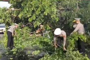 Polrestabes Makassar Bersama Dinas Kebersihan Tangani Pohon Tumbang di Perempatan Fly Over