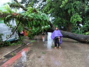 Hujan Deras, Pohon Tumbang di 3 Titik di Biringkanaya Kota Makassar