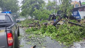 Hujan Deras dan Angin Kencang, Pohon Tumbang di Jalan Poros Sultan Alauddin Hambat Arus Lalu Lintas