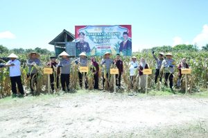 Kapolda Sulsel Panen Jagung di Bulukumba dalam Program Ketahanan Pangan