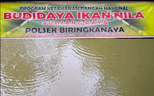 Polsek Biringkanaya Dukung Ketahanan Pangan, Tebar 4.000 Bibit Ikan Nila di Kolam Percontohan