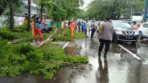 Pohon Tumbang Timpa Mobil di Makassar, Polsek Bontoala Gerak Cepat Atur Lalu Lintas