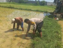 Dukung Ketahanan Pangan, Aipda Ashariq Ikut Tanam Padi Bersama Warga