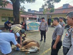 Idul Adha 1446 H, Polsek Tamalanrea Berkurban Satu Ekor Sapi untuk Warga