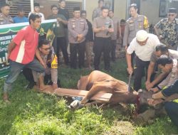 Polsek Tamalate Sembelih 2 Ekor Sapi Saat Perayaan Idul Adha 1446 H