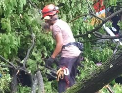 Pohon Tumbang Timpa Enam Motor di Jalan Berua Raya Makassar, Akses Jalan Sempat Tertutup