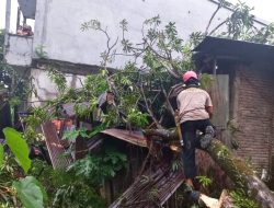 Bhabinkamtibmas Katimbang Bersama Tim Pammat Polda Sulsel Evakuasi Pohon Tumbang
