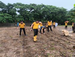Polsek Tamalanrea Gerakkan Penanaman Jagung 5 Hektar, Wujudkan Asta Cita Presiden di Bidang Ketahanan Pangan