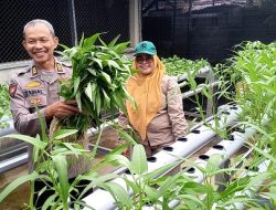 Dukung Ketahanan Pangan Nasional, Polsek Biringkanaya Laksanakan Panen Perdana Sayuran Hidroponik