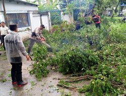 Polisi dan Warga Evakuasi Pohon Tumbang di Makassar, Lalu Lintas Kembali Lancar