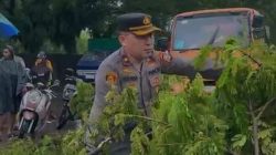 Polsek Tamalanrea Tangani Pohon Tumbang, Seorang Pedagang Rambutan Luka Tertimpa