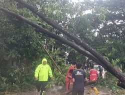 Sinergitas Bhabinkamtibmas Gerak Cepat Evakuasi Pohon Tumbang di Manggala