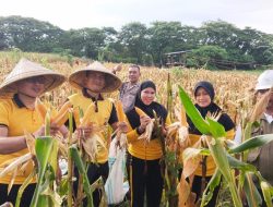 Dukung Ketahanan Pangan, Kapolsek Tamalanrea Bersama Kelompok Tani Panen Raya Jagung